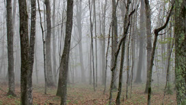 Foggy woods on Mt. Rogers