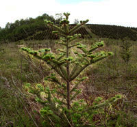 Fraser Fir seedling in field