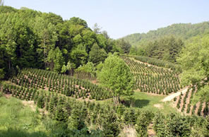 Christmas Tree Farm