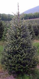 Fraser fir tree