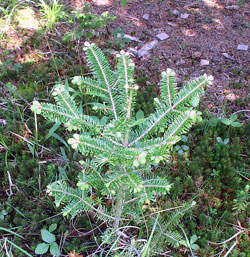 Fraser Fir seedling