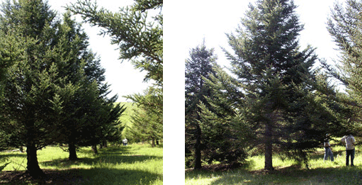 mature trees in seed orchard