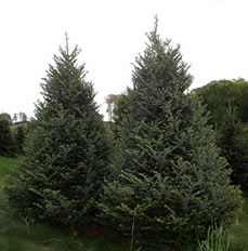 Two stunning Fraser Fir trees in field
